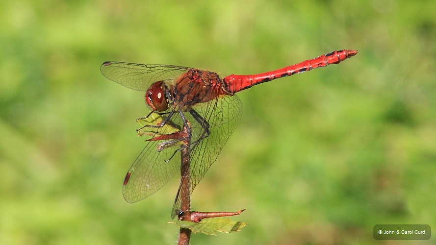 IMG_2798 Sympetrum sanguineum male.JPG